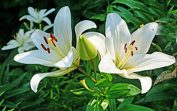 Lilies, white, flowers, plants HD wallpaper