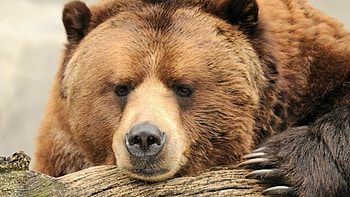 Grizzly bear , Powerful creatures, High-definition , Wild nature HD wallpaper