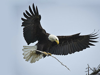 American national bird, Exquisite mobile , Lap top background, Mesmerizing beauty HD wallpaper