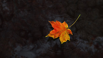 Orange maple leaf, Nature's brightness, Beautiful texture, Fine details HD wallpaper