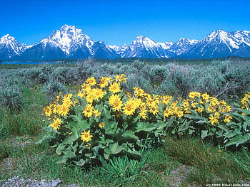 yellow flowers, national park, nature, mountains HD wallpaper