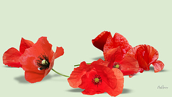 Loving Poppies, poppies, flowers, simple, bright HD wallpaper