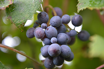 Food, Grapes, Berries, Branch HD wallpaper
