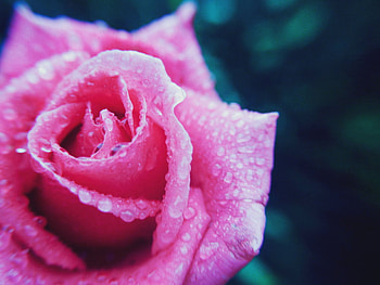 roses_are_wet, rose, pink, wet, 3d, flower HD wallpaper