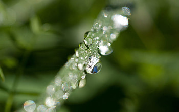 Grass, Leaves, Drops, Plant, Macro, Dew HD wallpaper