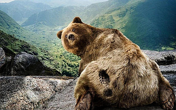 Funny, Animals, Bears HD wallpaper