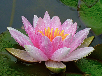 Pond, close up, lotus, drops, close up HD wallpaper
