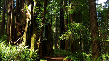 Redwoods and ferns, Nature's harmony, Serene forest, Peaceful coexistence HD wallpaper