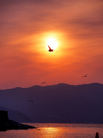 Birds, Sunset, Twilight, Shore, Bank, Dark, Dusk, Bay HD phone wallpaper
