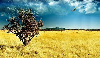 Flying across a yellow field, , colors, , colours, digital, pic, 3d, airplane, wall, cactus, flying, field, yellow, plane, clouds, nature, fly, sky HD wallpaper