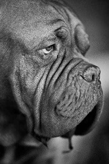 A soulful grayscale portrait of a Dogue de Bordeaux dog looking thoughtfully to the side. HD phone wallpaper