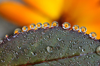 Flowers, Drops, Reflection, Macro, Sheet, Leaf, Dew HD wallpaper