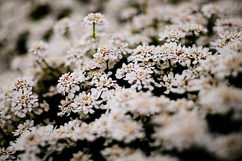 Flowers, Bush, Bloom, Flowering HD wallpaper