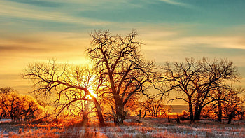 Golden Trees, landscapw, sunrise, winter, snow, clouds, colors, sky HD wallpaper