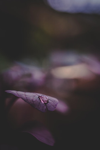 Water, Macro, Dark, Sheet, Leaf, Drop HD phone wallpaper