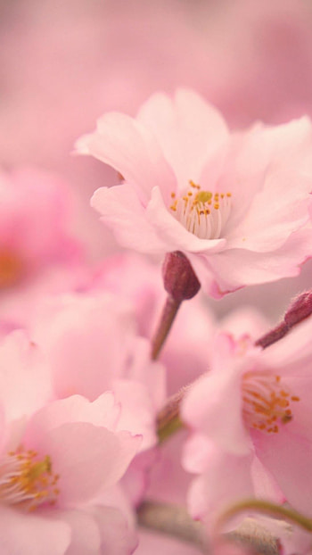 Wide 6 plus girly About Top with 6 plus girly HD phone wallpaper