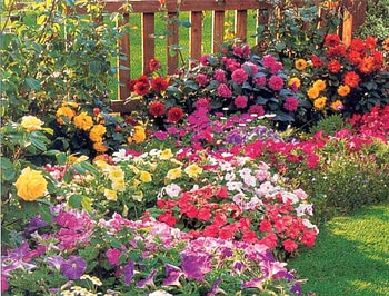 flowers by fence, yard, roses, fence, flowers, grass, blooms HD wallpaper