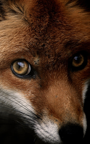 Fox, National Geographic HD phone wallpaper