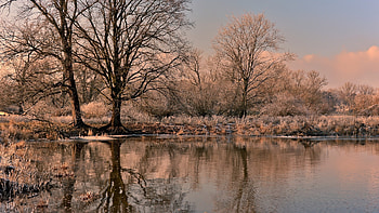 Frost Morning, Sunrise, Winter, Cold, Trees HD wallpaper