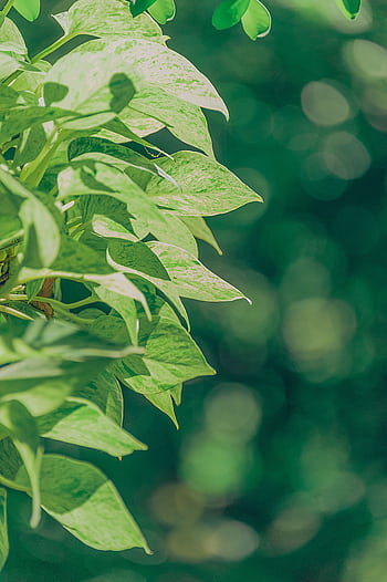 Close-up of lush green leaves with sunlit bokeh creating a serene nature backdrop. HD phone wallpaper