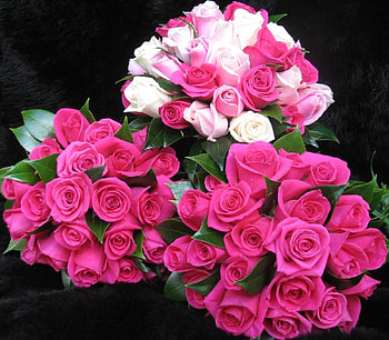 Flowers, Roses, Bouquets, Drops, Registration, Typography, Beauty, Freshness, Three HD wallpaper
