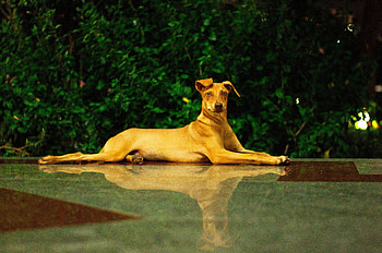 Curious, dog, stare, animal, pet, relaxed HD wallpaper