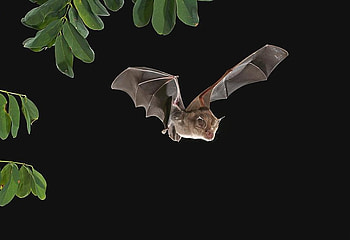 Bat in Night, night, cool, bat HD wallpaper