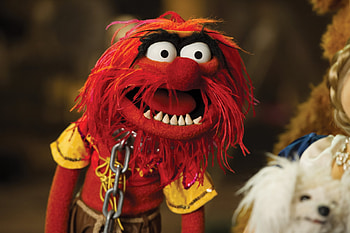 Animal, movie, The Muppets (TV Show) HD wallpaper