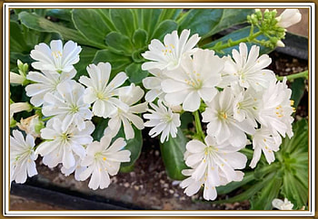 LOVELY WHITE FLOWERS, PRETTY, NATURE, FLOWERS HD wallpaper