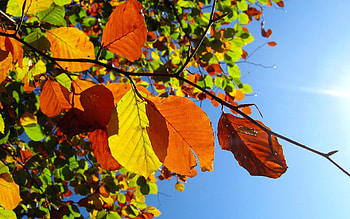 Plants, Leaves HD wallpaper
