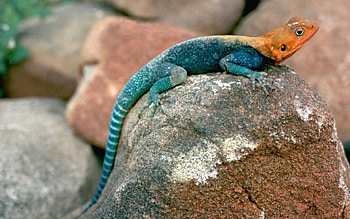 Animals, Stones, Blue Lizard, Orange Head HD wallpaper