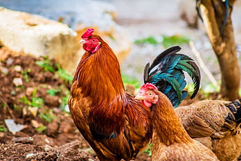 Colorful rooster and hen captured in a rural setting, Aaqrabâte, Syria. HD wallpaper