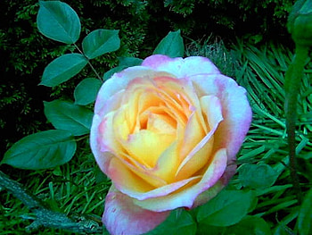 Pink Yellow Rose, rose, nature, field, flower HD wallpaper