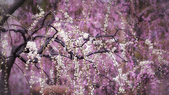 Blossoms Blooming, flowers, blossom, nature HD wallpaper