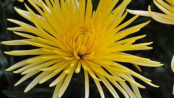 Chrysanthemum, High-quality , Vibrant flowers, Nature's grace HD wallpaper