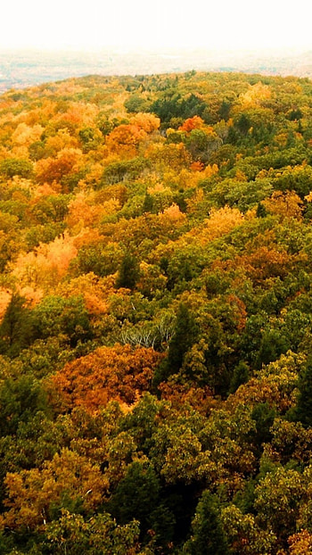 Indian summer, Autumn in Connecticut, Vibrant colors, Fall foliage HD phone wallpaper