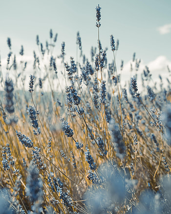Flowers, Field, Lavender HD phone wallpaper
