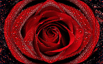 Drops, Macro, Rose Flower, Rose, Petals, Dew HD wallpaper
