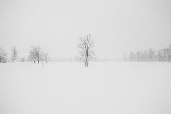A serene winter landscape featuring snow-covered trees and a snowy field under a foggy sky. HD wallpaper