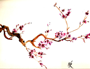 Plants, Flowers, Asia, , Sakura HD wallpaper