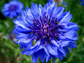 Plants, Flowers HD wallpaper
