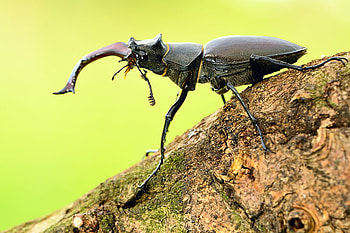Gladiator, animal, wood, graphy, insect HD wallpaper