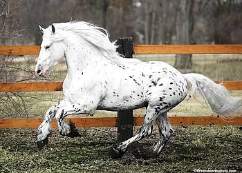 Friesian/Appaloosa Crossbreed, crossbreed, horses, friesian, leopard, appaloosa, spotted HD wallpaper