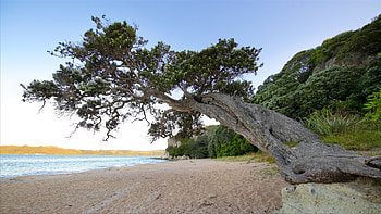 Waikato rentals, Vacation houses, VRBO, House rentals HD wallpaper