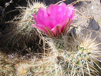 Desert flower, pink, flowers HD wallpaper