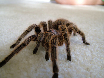 Scary Spider Moving – Daily Backgrounds in HD wallpaper