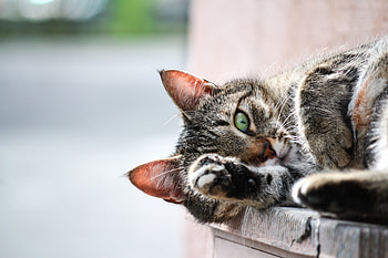 Animals, Cat, Lies, Muzzle, Paw HD wallpaper