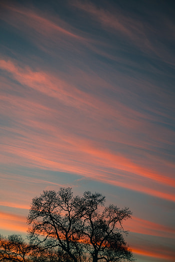 Nature, Sunset, Sky, Clouds, Wood, Tree, Branches, Stripes, Streaks HD phone wallpaper