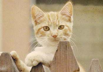How do I get out of here, kitten, wood, fence, cute, pet HD wallpaper