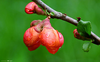 Leaves, Plant, Macro, Branch, Drop HD wallpaper